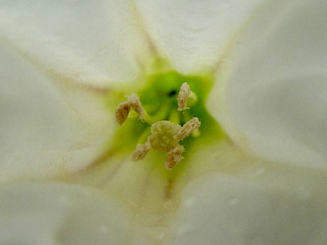 تاتوره Datura stramonium 10